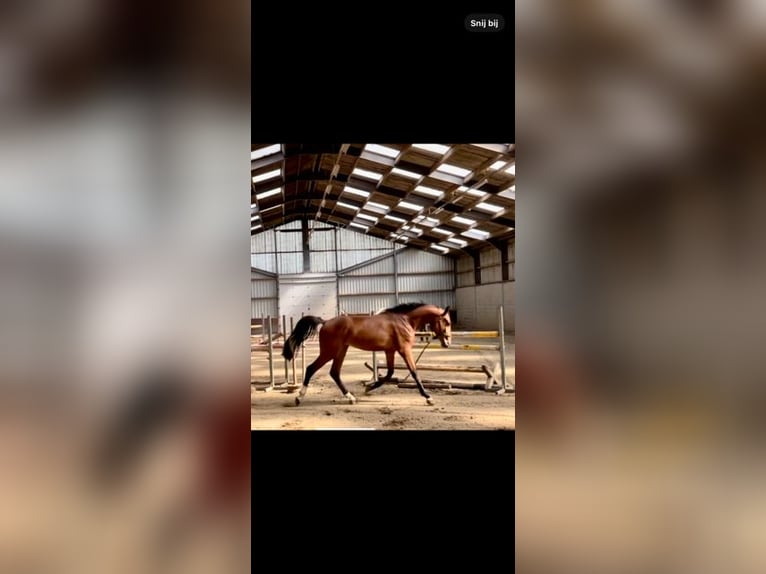 Anglo-europeisk stambok Hingst 2 år Brun in Belfeld