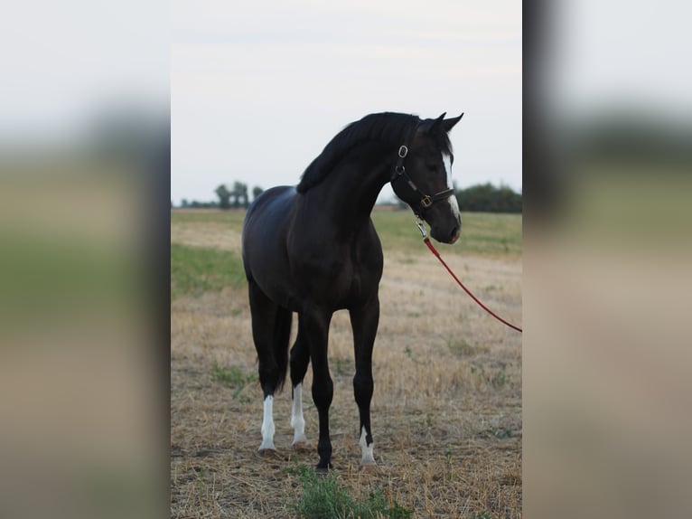 Anglo-europeisk stambok Hingst 3 år 170 cm Mörkbrun in Borstorf