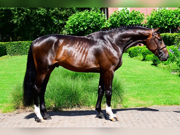 Anglo-europeisk stambok Hingst 4 år 172 cm Mörkbrun in Bladel