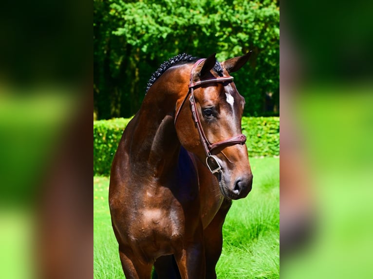 Anglo-europeisk stambok Hingst 4 år 172 cm Mörkbrun in Bladel