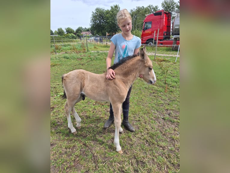 Anglo-europeisk stambok Blandning Hingst Föl (06/2024) 140 cm Gulbrun in Geffen