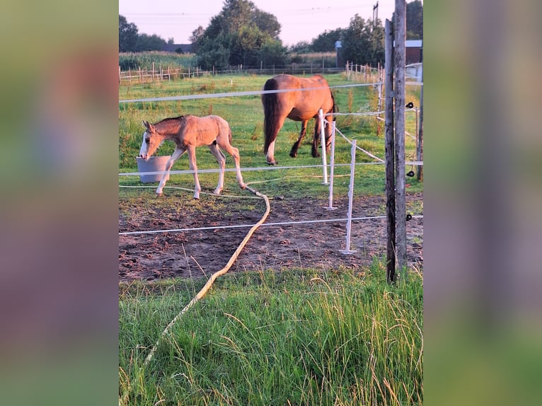 Anglo-europeisk stambok Blandning Hingst Föl (06/2024) 140 cm Gulbrun in Geffen