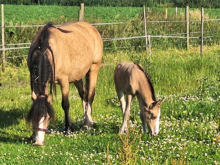 Anglo-europeisk stambok Blandning Hingst Föl (06/2024) 140 cm Gulbrun in Geffen