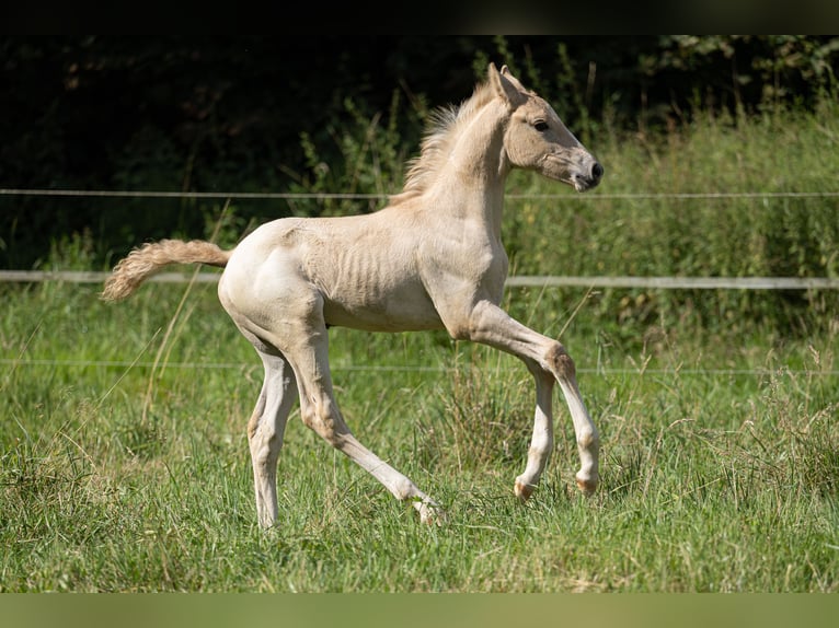 Anglo-europeisk stambok Hingst Föl (06/2024) 163 cm Isabellblack in Eisighofen