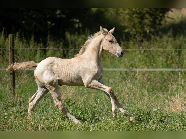 Anglo-europeisk stambok Hingst Föl (06/2024) 163 cm Isabellblack in Eisighofen