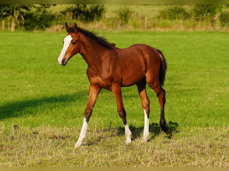 Anglo-europeisk stambok Hingst Föl (04/2024) Brun in Northwich, Cheshire