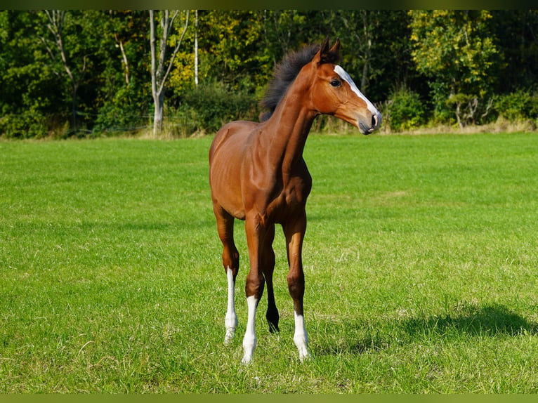 Anglo-europeisk stambok Hingst Föl (04/2024) Brun in Northwich, Cheshire