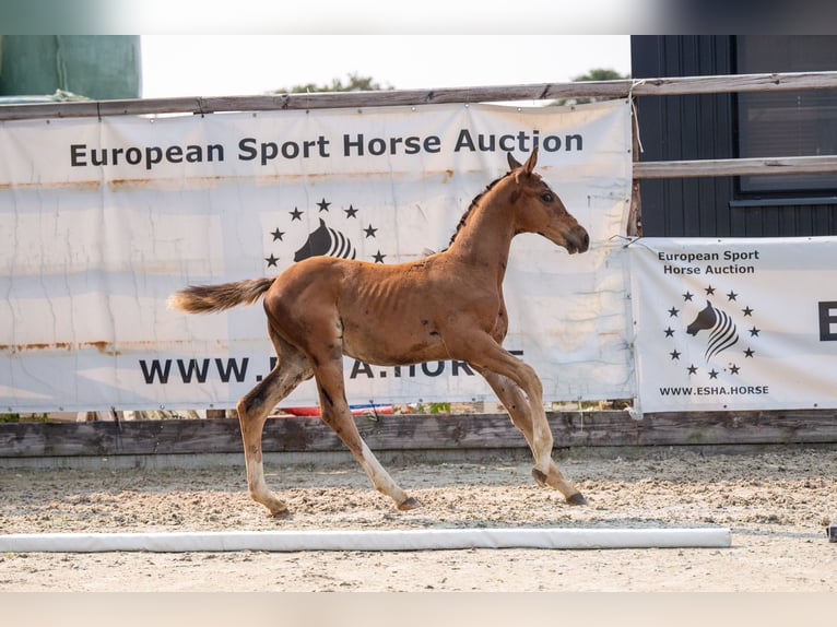 Anglo-europeisk stambok Hingst Föl (01/2024) Brun in GROTE-BROGEL