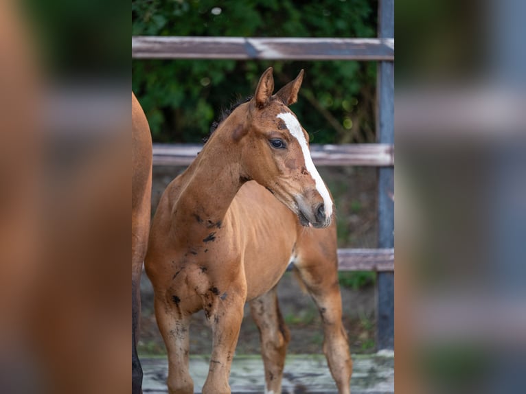 Anglo-europeisk stambok Hingst Föl (01/2024) Brun in GROTE-BROGEL