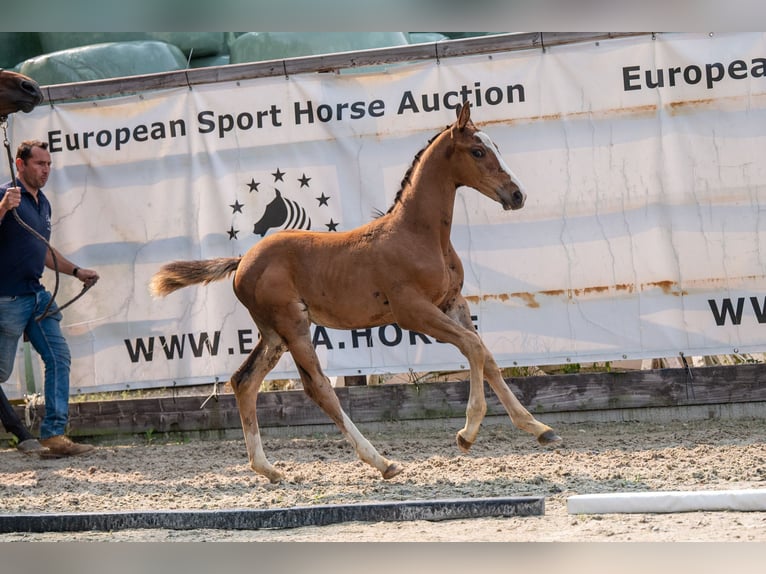 Anglo-europeisk stambok Hingst Föl (01/2024) Brun in GROTE-BROGEL