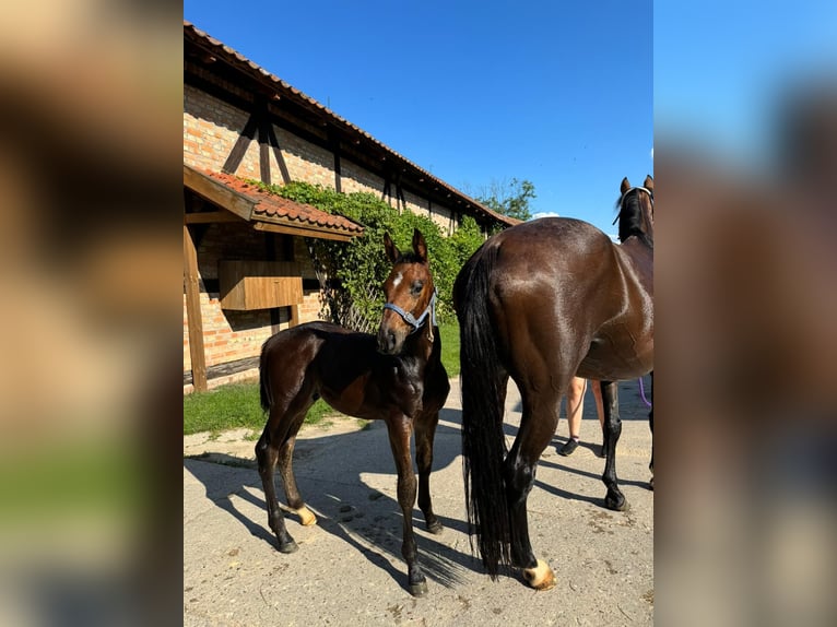 Anglo-europeisk stambok Hingst Föl (05/2024) Mörkbrun in Sząbruk