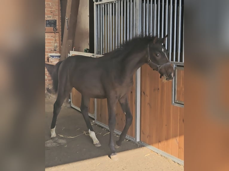 Anglo-europeisk stambok Hingst Föl (05/2024) Rökfärgad svart in OSTRÓW WIELKOPOLSKI