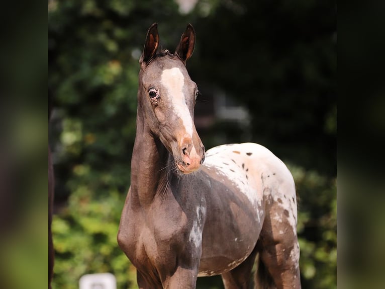 Anglo-europeisk stambok Hingst Föl (07/2024) in Gieten