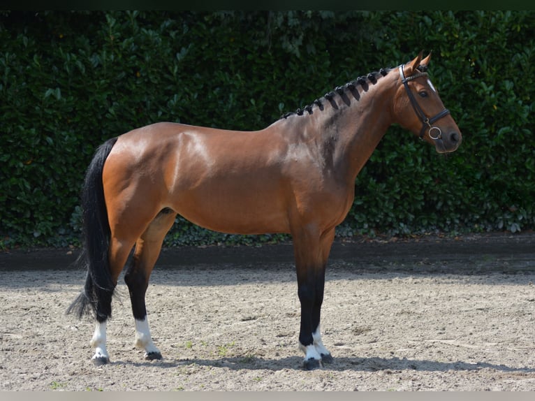 Anglo-europeisk stambok Sto 5 år 165 cm Brun in Heeswijk-Dinther