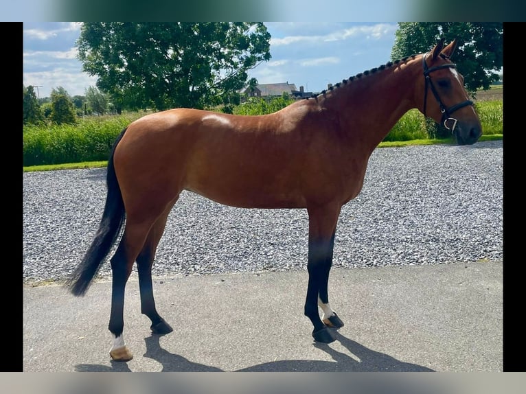 Anglo-europeisk stambok Sto 6 år 166 cm Brun in Bladel