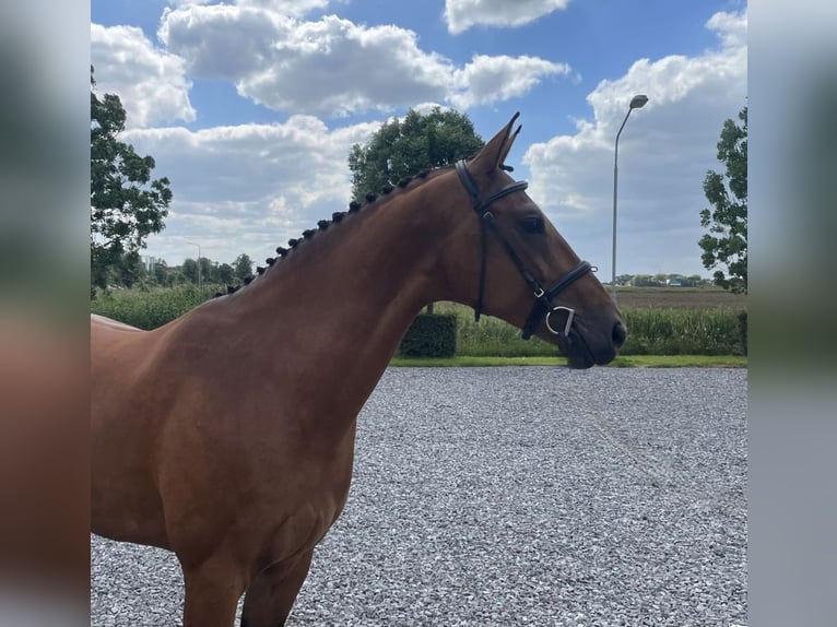 Anglo-europeisk stambok Sto 6 år 166 cm Brun in Bladel