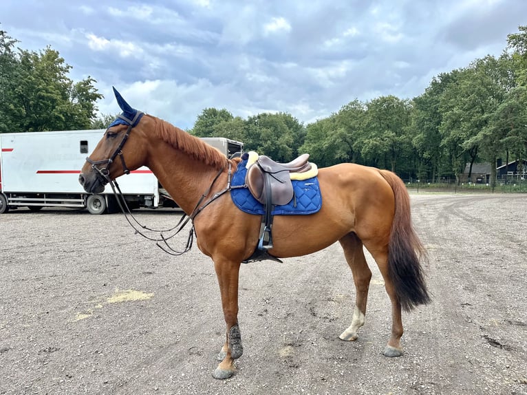 Anglo-europeisk stambok Sto 7 år 167 cm fux in Breda