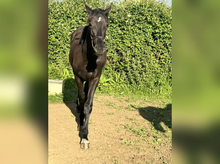 Anglo-europeisk stambok Valack 1 år 163 cm Svart in Dursley