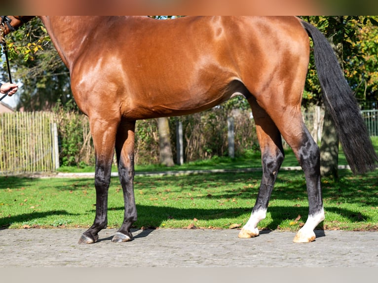 Anglo-europeisk stambok Valack 3 år 166 cm Brun in GROTE-BROGEL