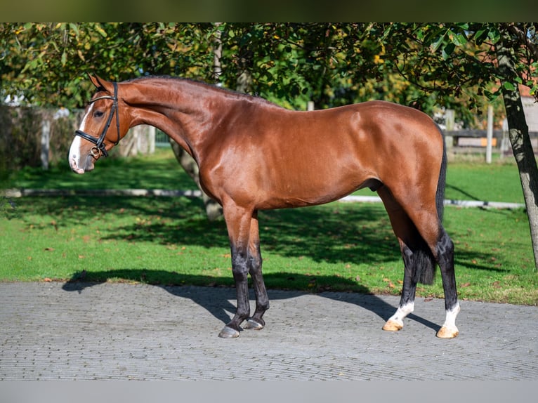 Anglo-europeisk stambok Valack 3 år 166 cm Brun in GROTE-BROGEL