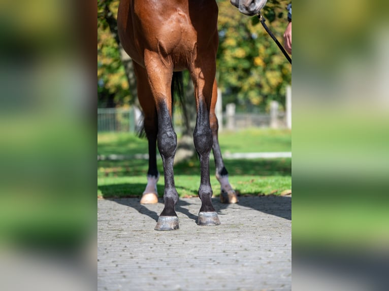 Anglo-europeisk stambok Valack 3 år 166 cm Brun in GROTE-BROGEL