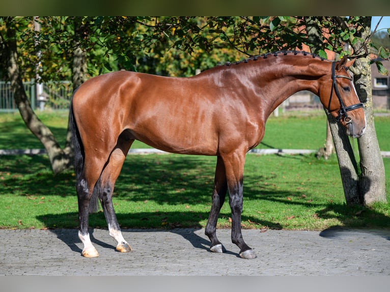 Anglo-europeisk stambok Valack 3 år 166 cm Brun in GROTE-BROGEL