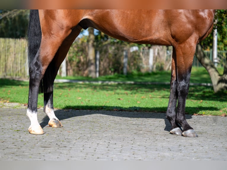 Anglo-europeisk stambok Valack 3 år 166 cm Brun in GROTE-BROGEL