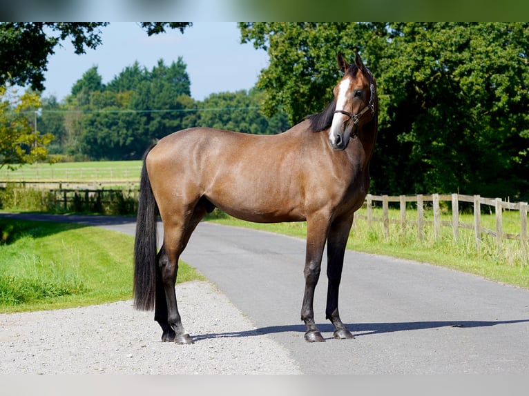 Anglo-europeisk stambok Valack 3 år 171 cm Brunskimmel in Northwich, Cheshire