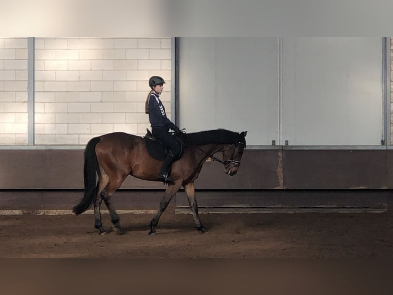 Anglo-europeisk stambok Blandning Valack 4 år 167 cm Brun in De Mortel