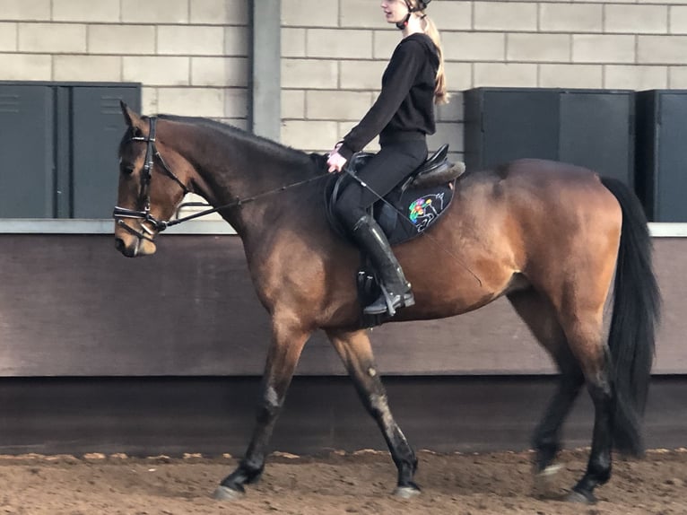 Anglo-europeisk stambok Blandning Valack 4 år 167 cm Brun in De Mortel