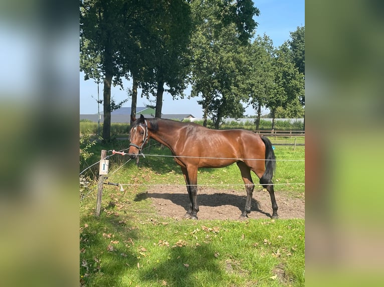 Anglo-europeisk stambok Blandning Valack 4 år 167 cm Brun in De Mortel