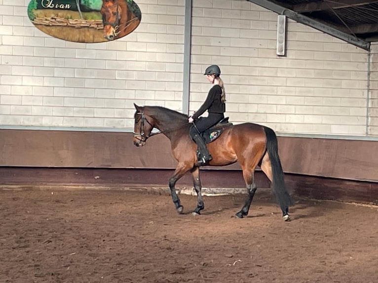 Anglo-europeisk stambok Blandning Valack 4 år 167 cm Brun in De Mortel