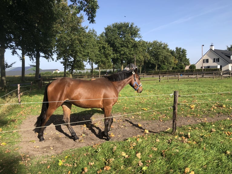 Anglo-europeisk stambok Blandning Valack 4 år 167 cm Brun in De Mortel