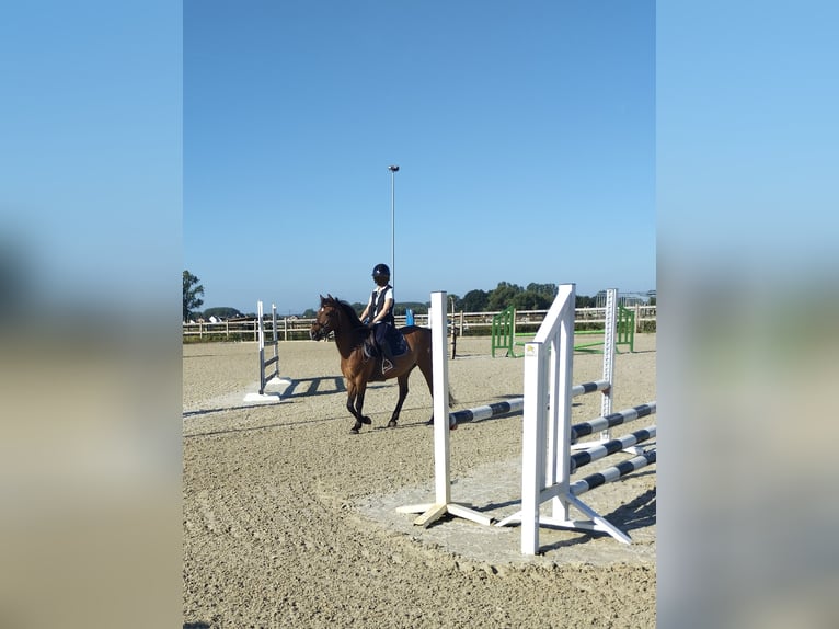 Anglo-europeisk stambok Valack 5 år 132 cm Brun in Steenhuffel