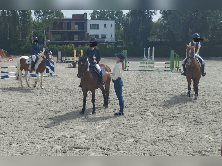 Anglo-europeisk stambok Valack 5 år 132 cm Brun in Steenhuffel