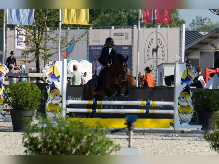 Anglo-europeisk stambok Valack 5 år 132 cm Brun in Steenhuffel