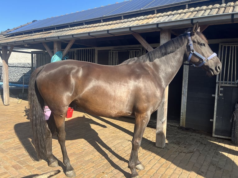 Anglo-europeisk stambok Valack 5 år 161 cm Svart in St. Willebrord