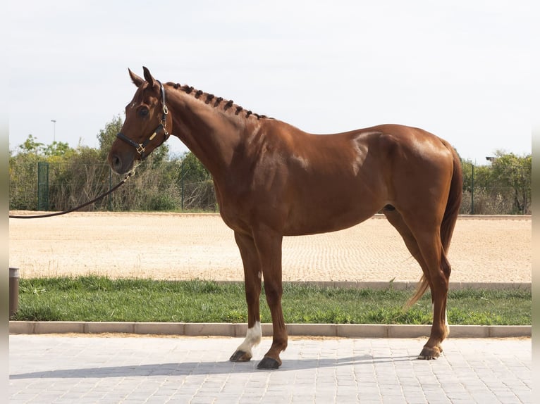 Anglo-europeisk stambok Valack 5 år 169 cm fux in Alquerias De Santa Barbara