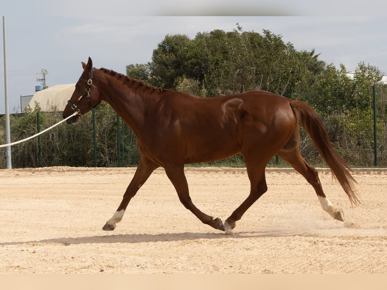 Anglo-europeisk stambok Valack 5 år 169 cm fux in Alquerias De Santa Barbara