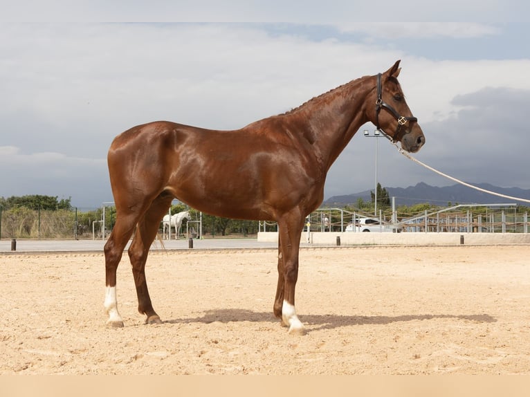 Anglo-europeisk stambok Valack 5 år 169 cm fux in Alquerias De Santa Barbara