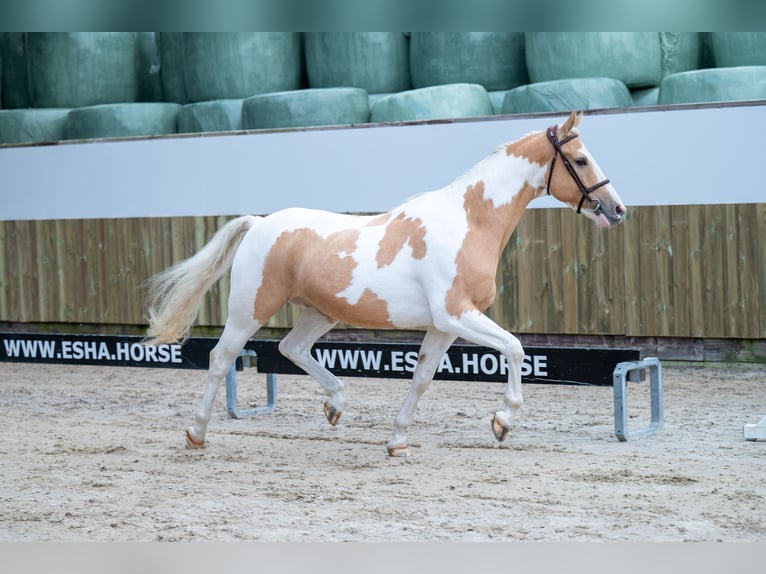 Anglo-europeisk stambok Valack 6 år 147 cm Pinto in GROTE-BROGEL