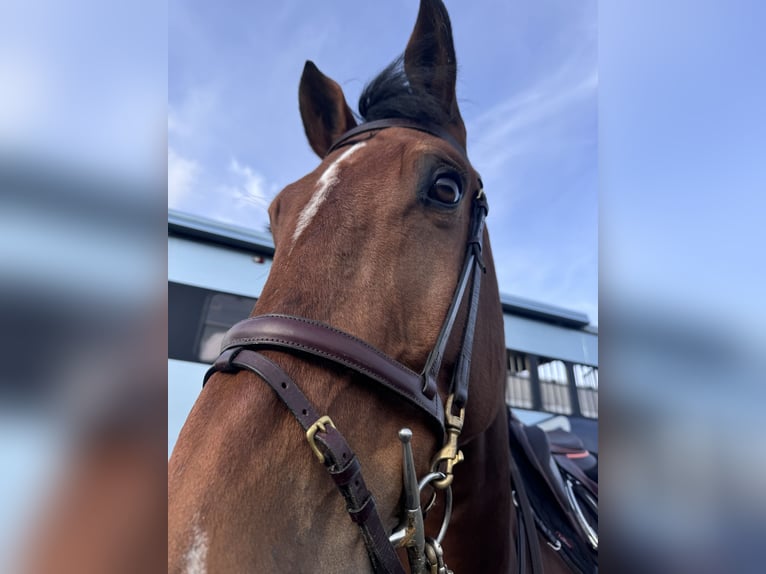 Anglo-europeisk stambok Valack 7 år 172 cm Brun in Bedlington