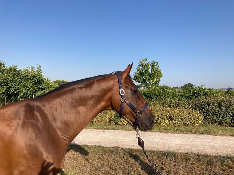 Anglo-europeisk stambok Valack 9 år 170 cm Brun in GROTE-BROGEL