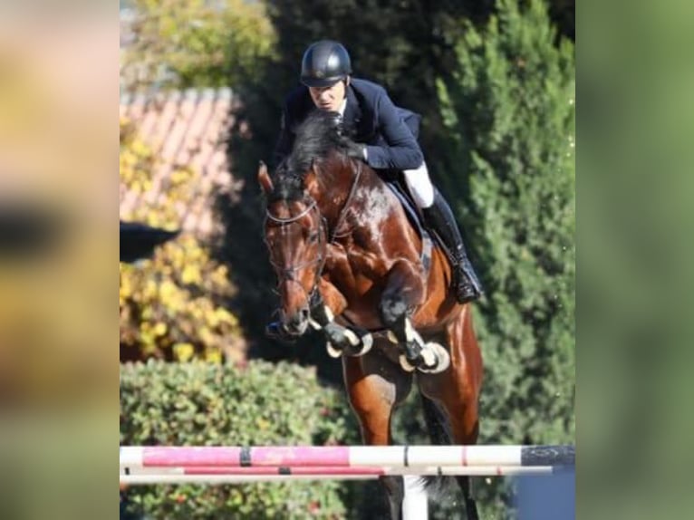 Anglo-europeisk stambok Valack 9 år 170 cm Brun in GROTE-BROGEL