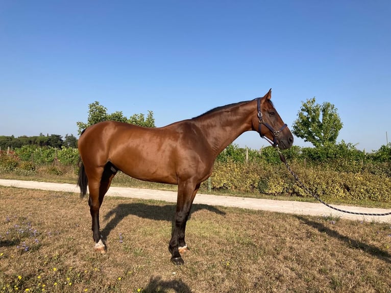 Anglo-europeisk stambok Valack 9 år 170 cm Brun in GROTE-BROGEL