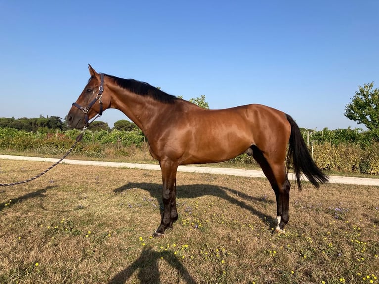 Anglo-europeisk stambok Valack 9 år 170 cm Brun in GROTE-BROGEL