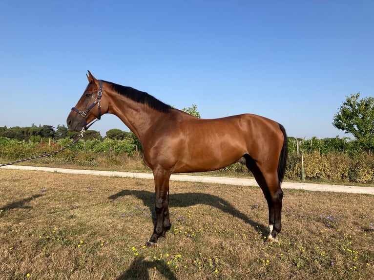 Anglo-europeisk stambok Valack 9 år 170 cm Brun in GROTE-BROGEL