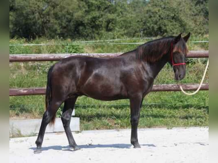 Anglo-Karachai Hingst 1 år 163 cm Svart in Vidice