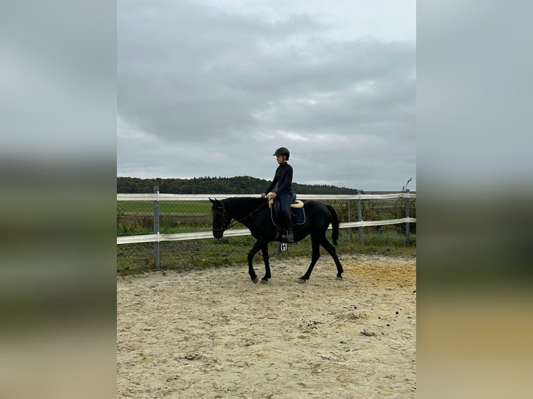 Anglo-Karachai Sto 5 år 144 cm Svart in Rehlingen-Siersburg