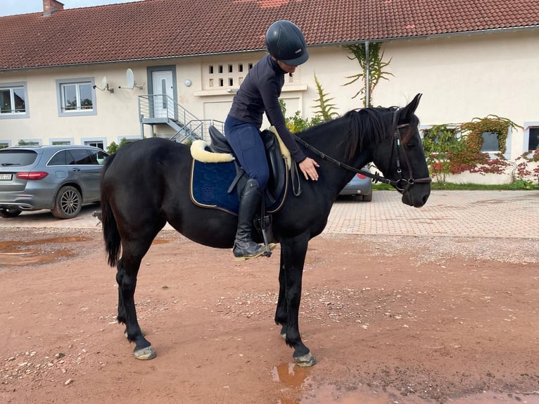 Anglo-Karachai Sto 5 år 144 cm Svart in Rehlingen-Siersburg